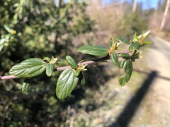 Ceanothus oliganthus sorediatus