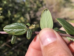 Ceanothus oliganthus sorediatus