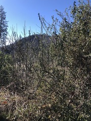 Ceanothus oliganthus sorediatus