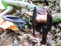 Geoglossum difforme