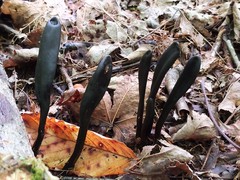 Geoglossum difforme