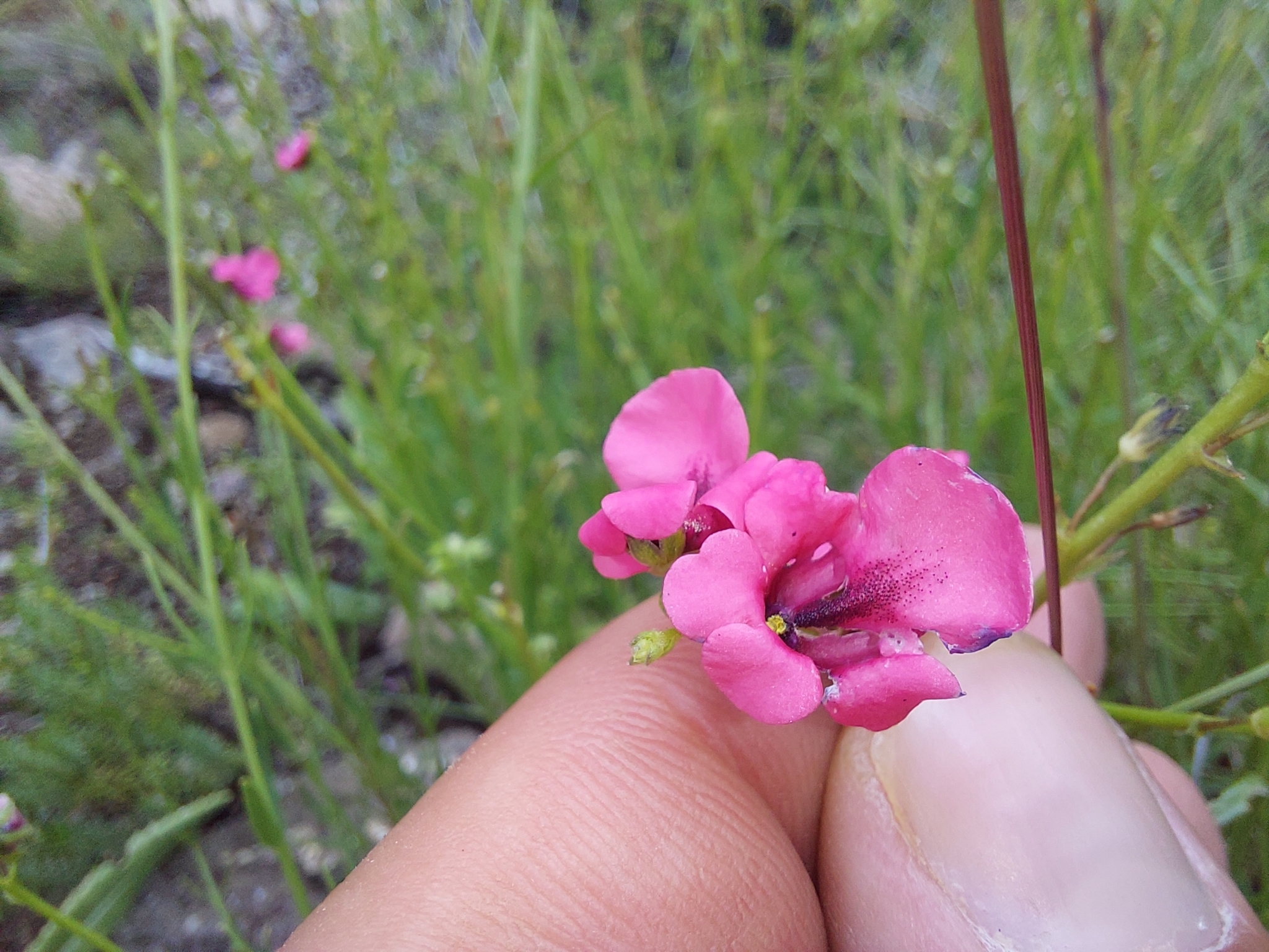 Twinspur (Diascia barberae)