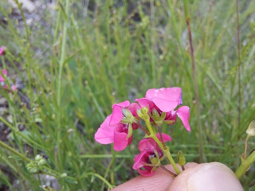 Diascia barberae, photograph 1