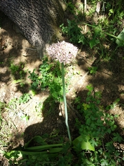 Allium nigrum