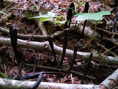 Geoglossum difforme