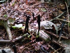 Geoglossum difforme
