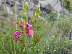 (c) Manuel R Popp, some rights reserved (CC BY) Diascia barberae, photograph (c) Manuel R Popp, some rights reserved (CC BY)