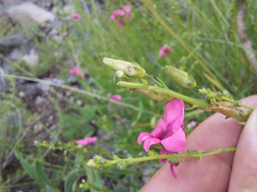 Diascia barberae, photograph 3