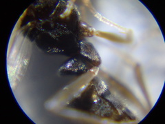 Hypoponera opaciceps image
