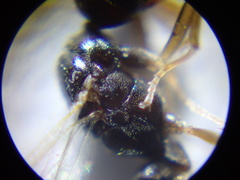 Hypoponera opaciceps image