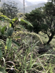Croton lachnocarpus