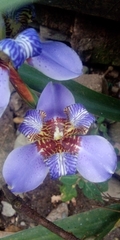 Trimezia coerulea