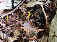 Clavulinopsis helvola