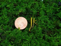 Clavulinopsis helvola