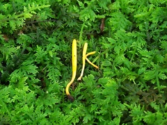 Clavulinopsis helvola