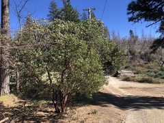 Arctostaphylos manzanita elegans