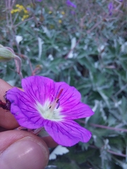 Geranium pulchrum
