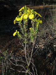 Verticordia grandiflora