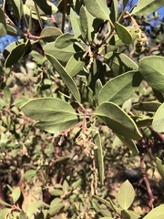 Arctostaphylos manzanita elegans
