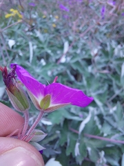 Geranium pulchrum
