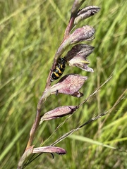 Gladiolus densiflorus