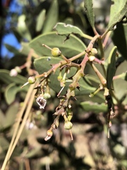 Arctostaphylos manzanita elegans