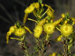 Verticordia grandiflora