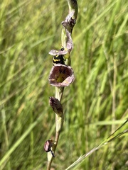 Gladiolus densiflorus