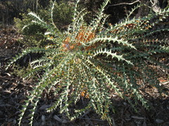 Banksia nobilis