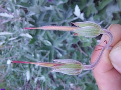 Geranium pulchrum