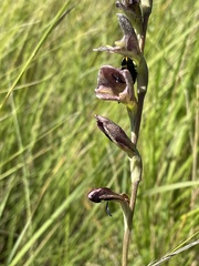 Gladiolus densiflorus