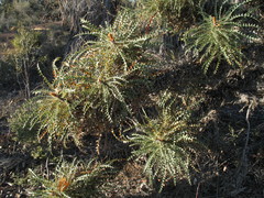 Banksia nobilis