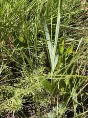 Gladiolus densiflorus