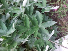 Geranium pulchrum