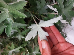 Geranium pulchrum