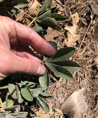 Lupinus sericatus