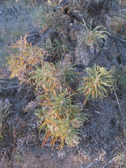 Banksia nobilis