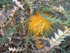 Banksia nobilis