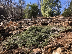 Ceanothus prostratus occidentalis
