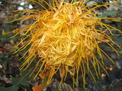 Banksia nobilis