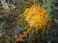 Banksia nobilis