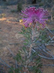 Isopogon crithmifolius