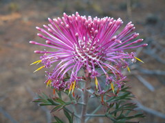 Isopogon crithmifolius