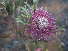 Isopogon crithmifolius