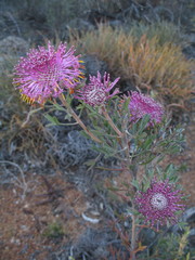 Isopogon crithmifolius