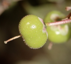 Arctostaphylos manzanita elegans