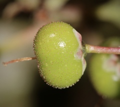 Arctostaphylos manzanita elegans