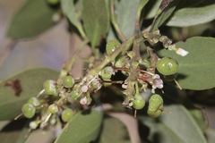 Arctostaphylos manzanita elegans