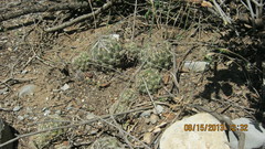 Coryphantha nickelsiae