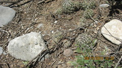 Coryphantha nickelsiae